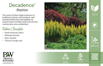 Baptisia Decadence® Deluxe 'Pink Lemonade' PW®