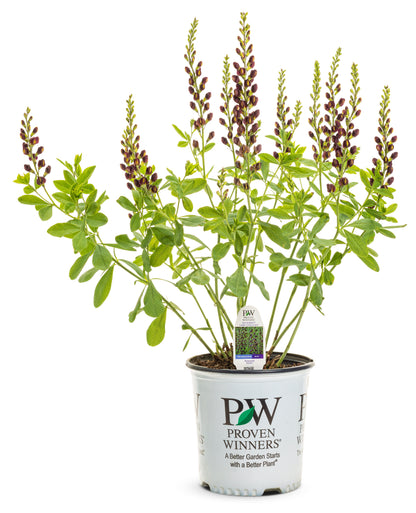 Dark Chocolate False Indigo