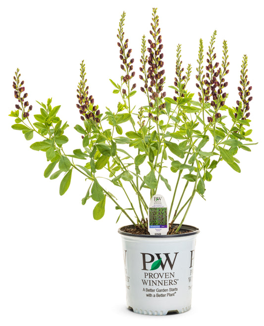 Dark Chocolate False Indigo
