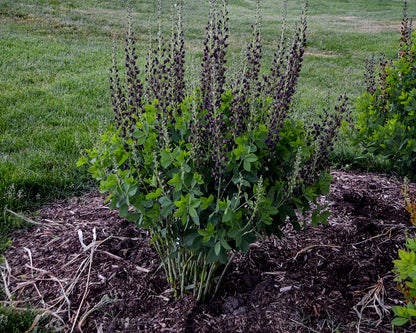 Dark Chocolate False Indigo