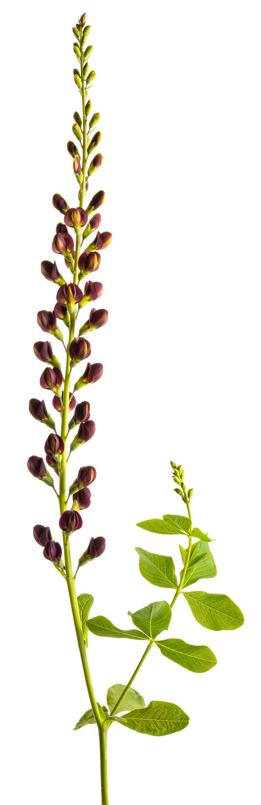 Dark Chocolate False Indigo