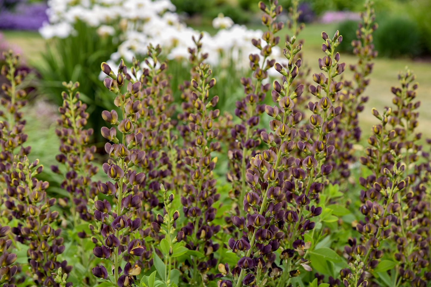 Dark Chocolate False Indigo