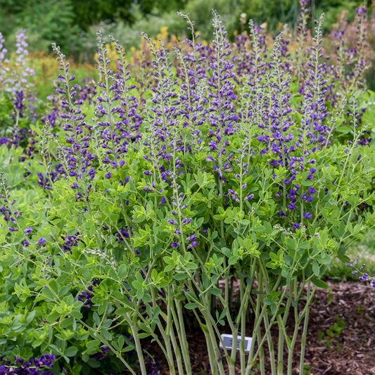 Periwinkle Popsicle False Indigo