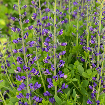 Periwinkle Popsicle False Indigo