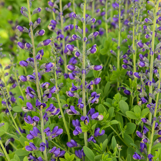 Periwinkle Popsicle False Indigo