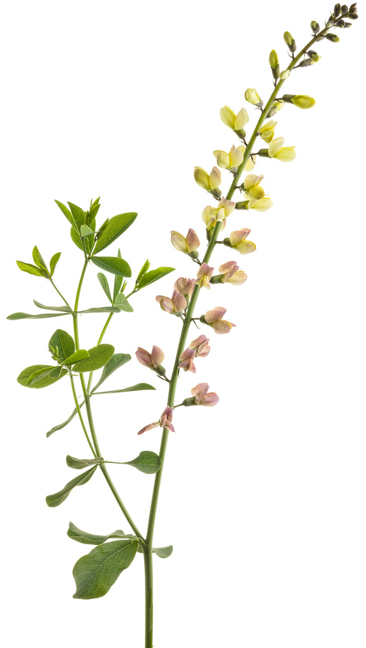 Baptisia Decadence® Deluxe 'Pink Lemonade' PW®