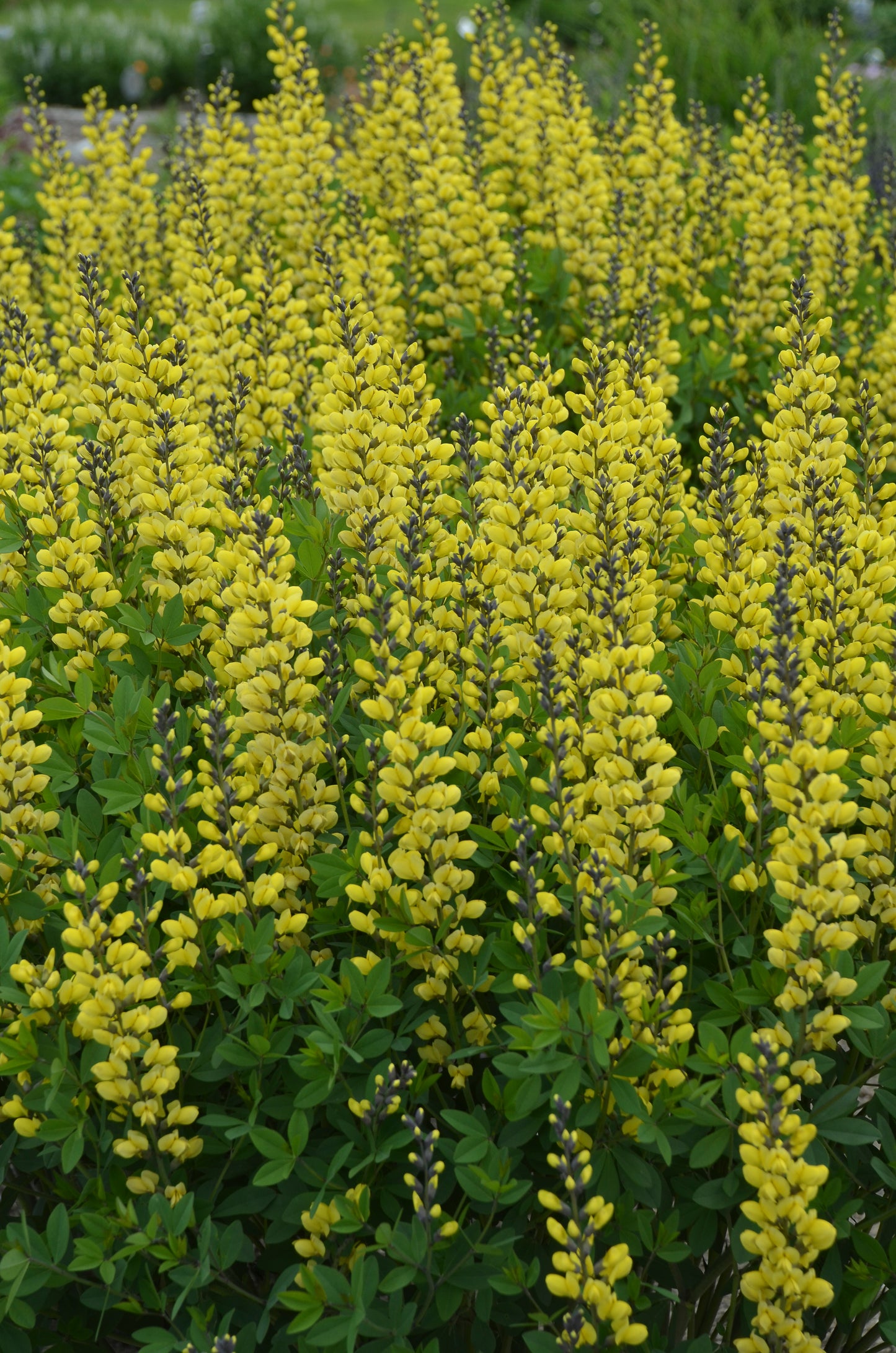 Baptisia Decadence® 'Lemon Meringue' PW®