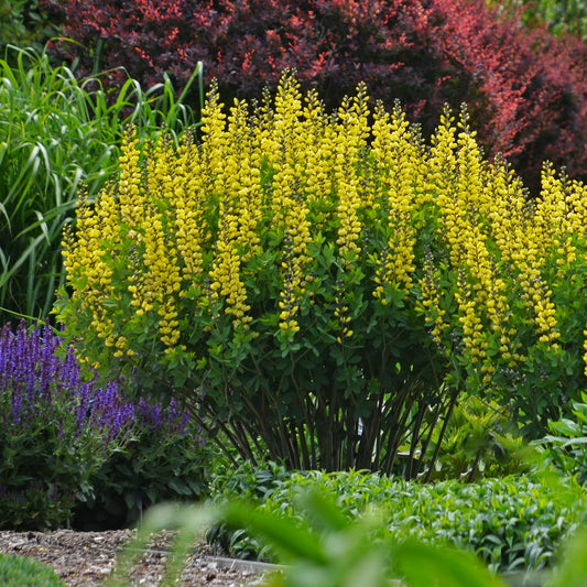 Baptisia Decadence® 'Lemon Meringue' PW®