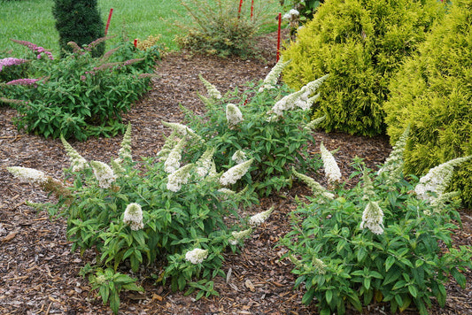 Buddleia x Pugster® White PW®