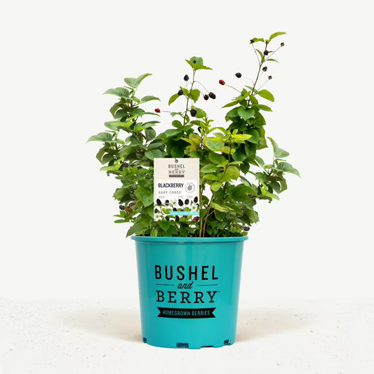 Blackberry Bushel and Berry™ Baby Cakes™