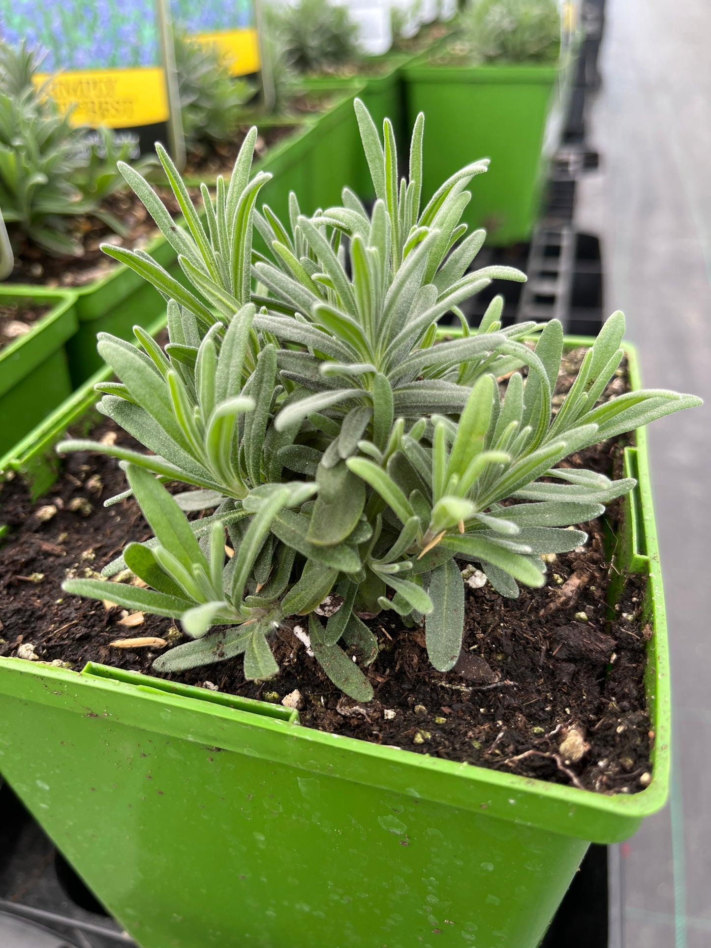 Lavender 'Munstead'