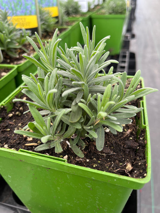 Lavender 'Munstead'