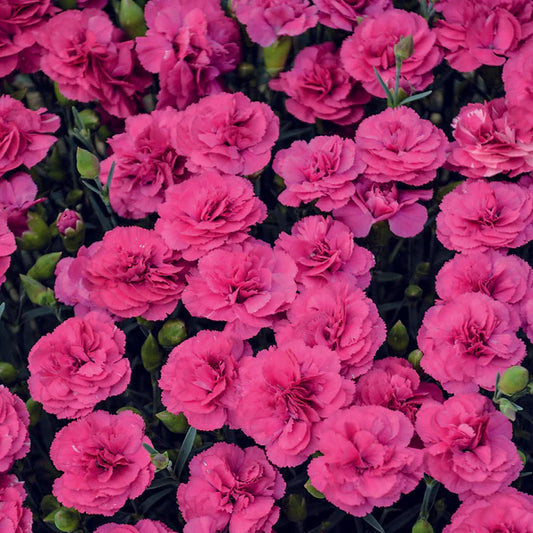 Dianthus Pretty Poppers™ 'Double Bubble'