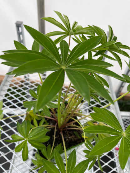 Lupine