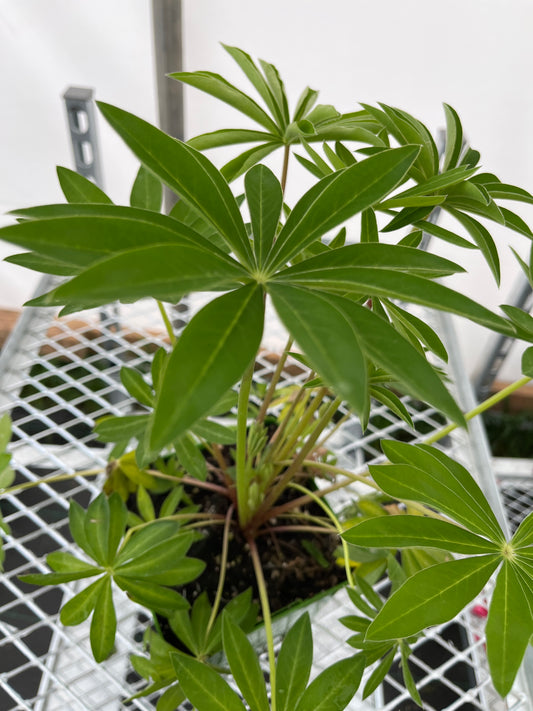 Lupine