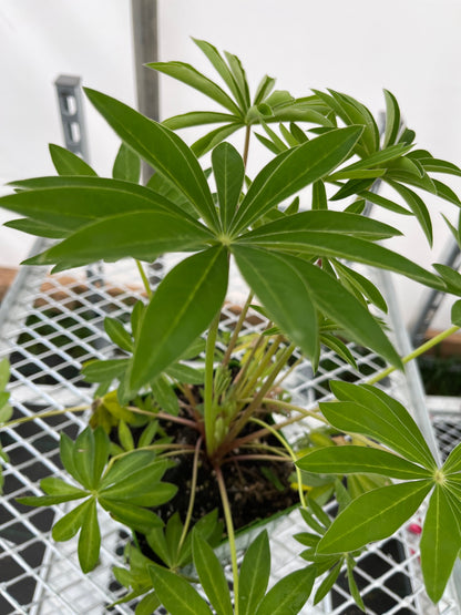 Lupine