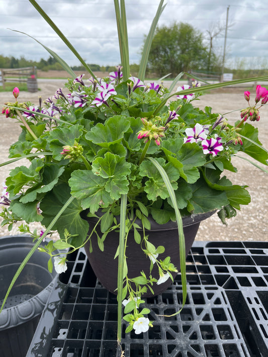 Annual Assorted Planter