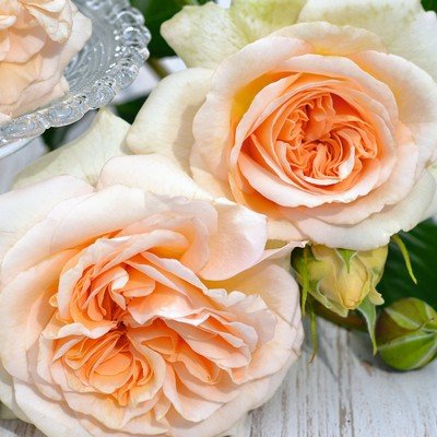 Champagne Rose
