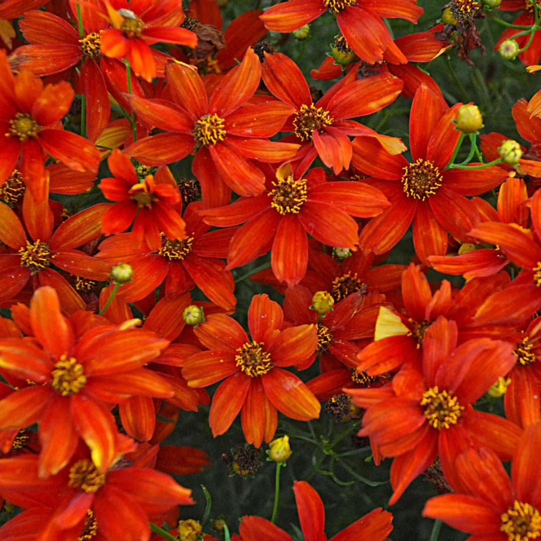 Coreopsis Sizzle & Spice™ 'Crazy Cayenne'