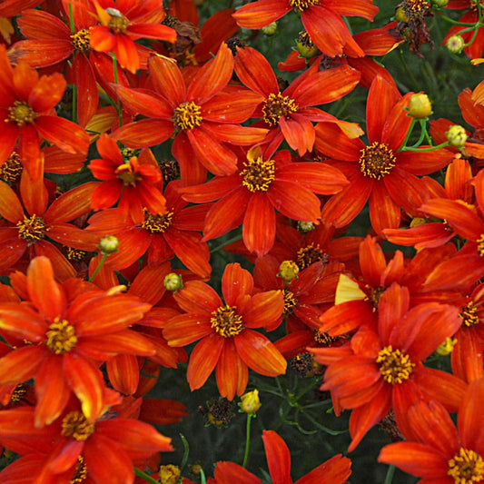 Coreopsis Sizzle & Spice™ 'Crazy Cayenne'
