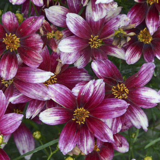 Coreopsis Sizzle & Spice™ 'Zesty Zinger'