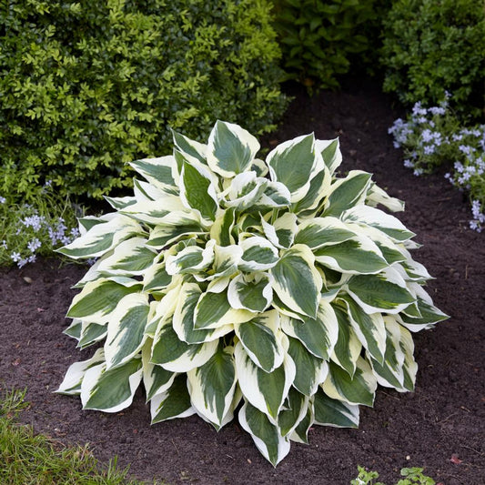 Hosta 'Minuteman'