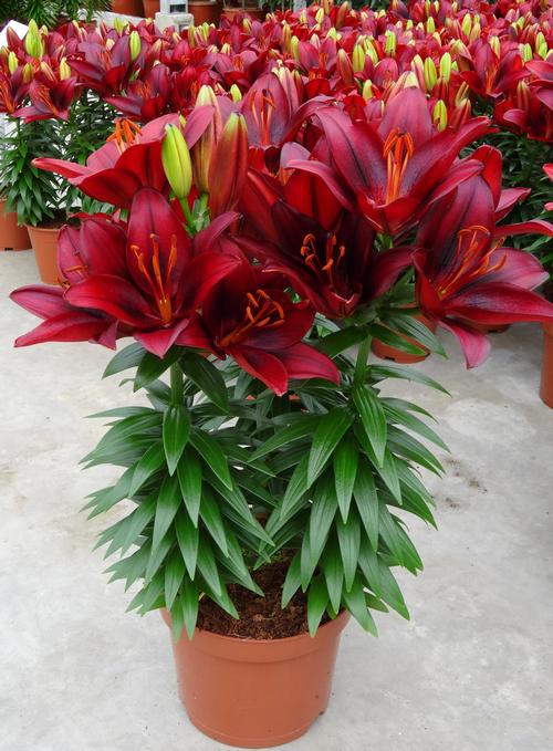 Lily 'Tiny Rocket'