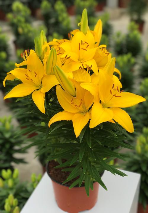Lily 'Tiny Ranger'