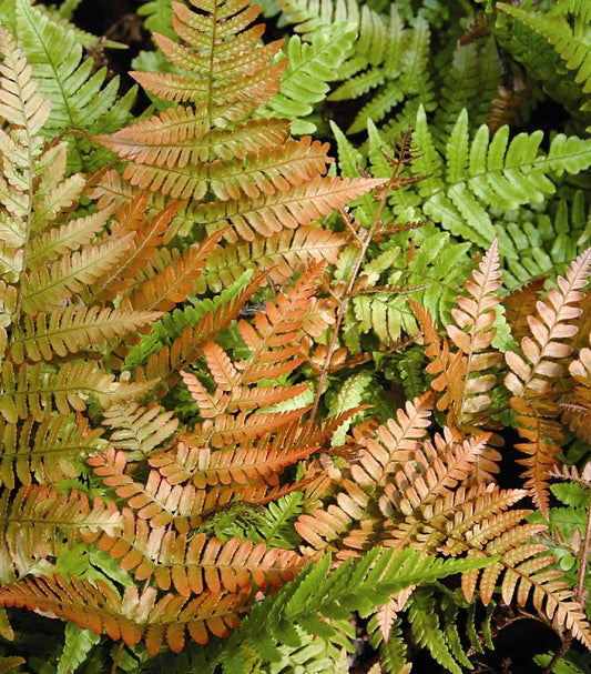 Brilliance Autumn Fern