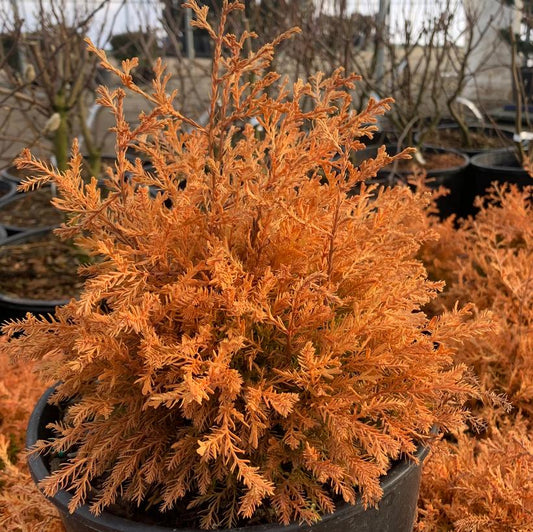 Thuja occidentalis Fire Chief™