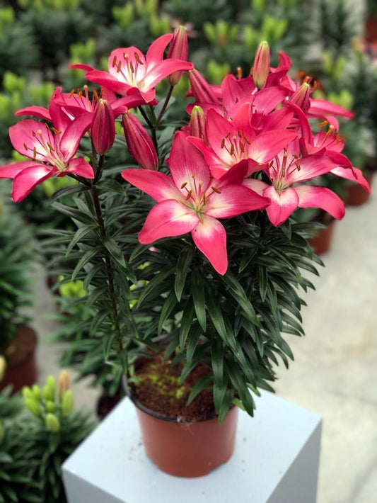 Lily 'Tiny Diamond'