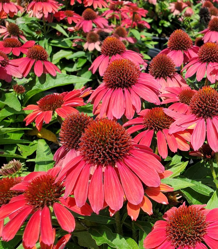 Coneflower Sunmagic Vintage Ruby
