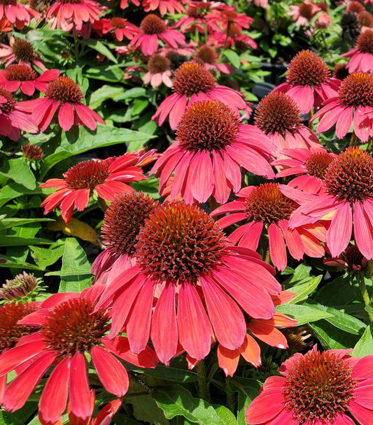 Coneflower Sunmagic Vintage Ruby