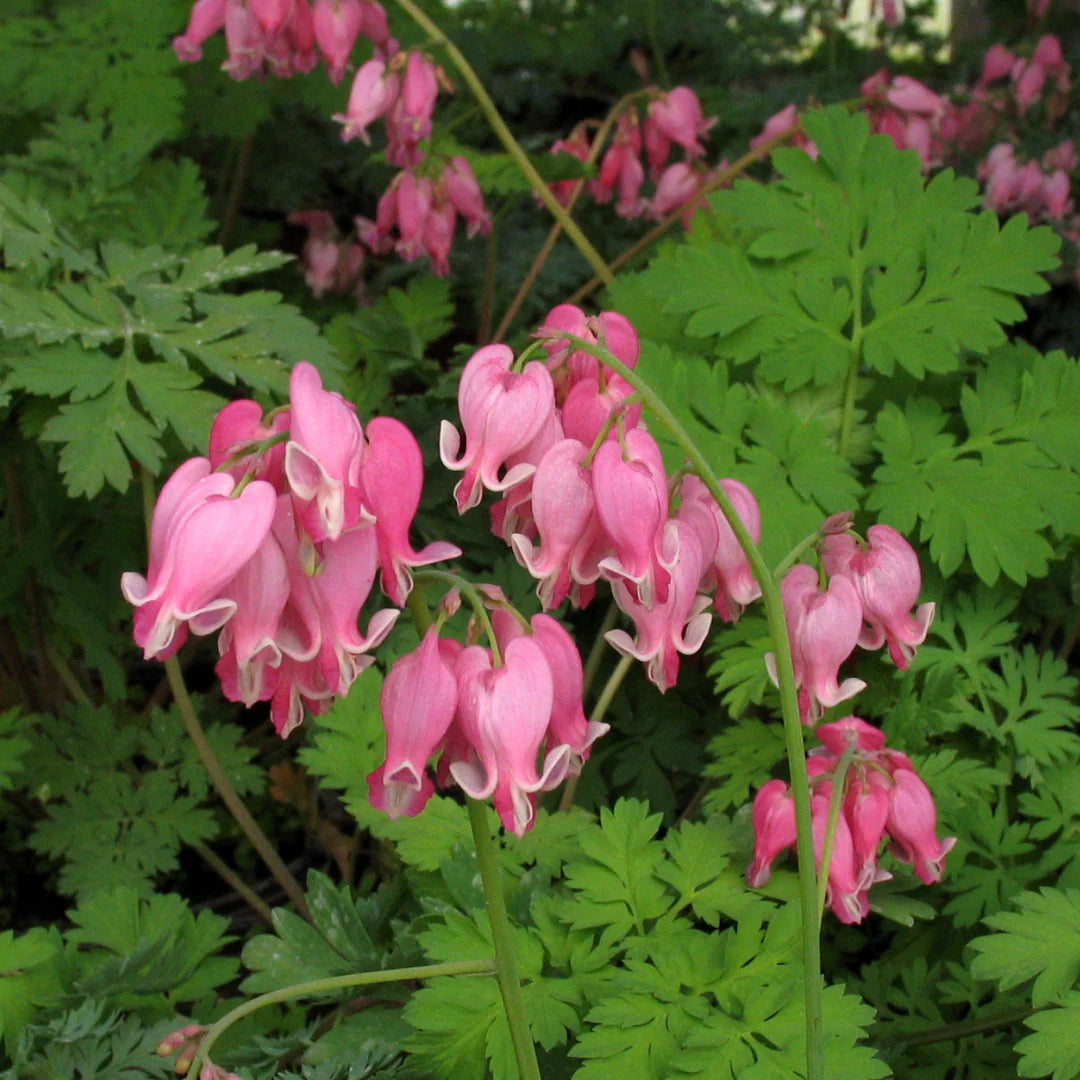 Dicentra 'Luxuriant'