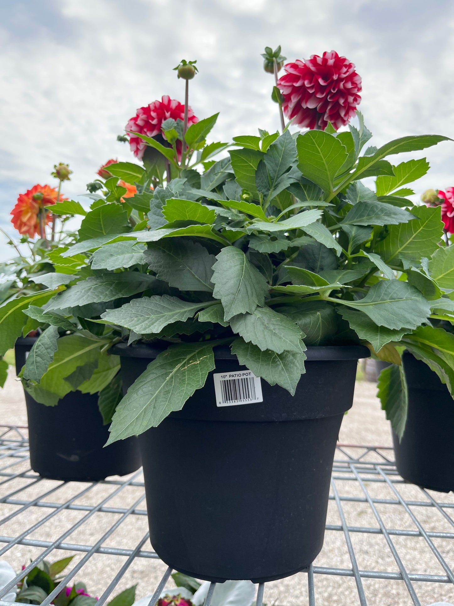 10-inch Dahlia