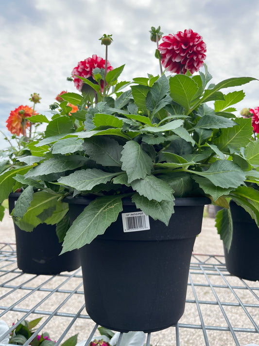 10-inch Dahlia