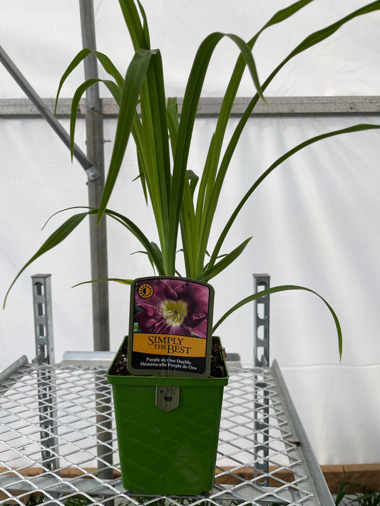 Hemerocallis 'Purple D'oro'