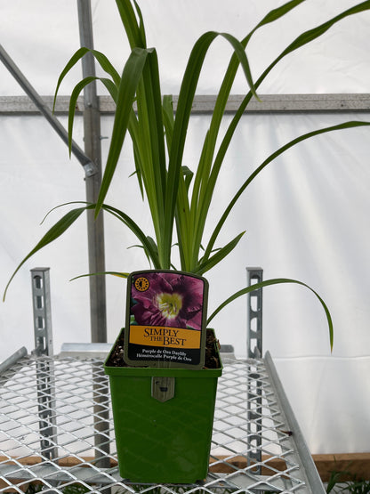 Hemerocallis 'Purple D'oro'