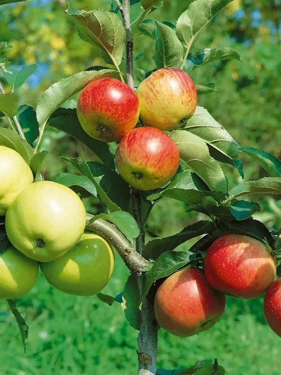Apple 4-in-1 (Combo 3) Tree