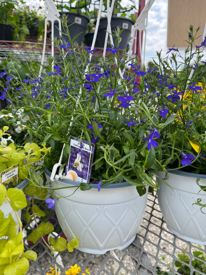 Assorted Hanging Baskets