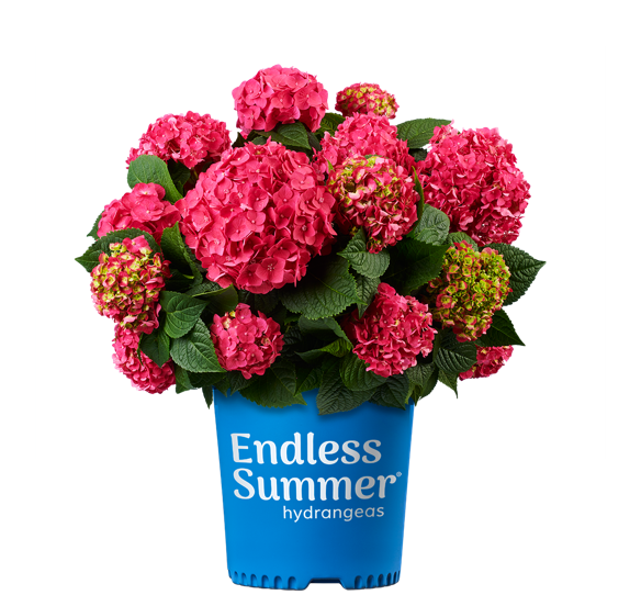 Hydrangea Endless Summer® Summer Crush