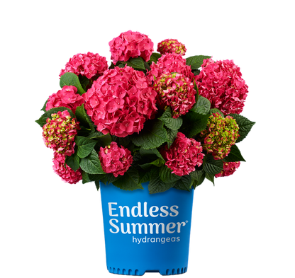 Hydrangea Endless Summer® Summer Crush