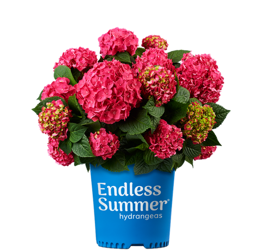 Hydrangea Endless Summer® Summer Crush