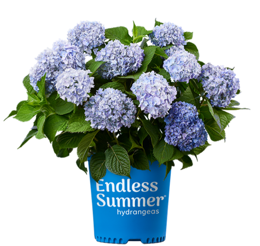 Hydrangea Endless Summer® The Original