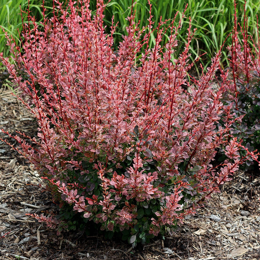 Rose Glow Japanese Barberry