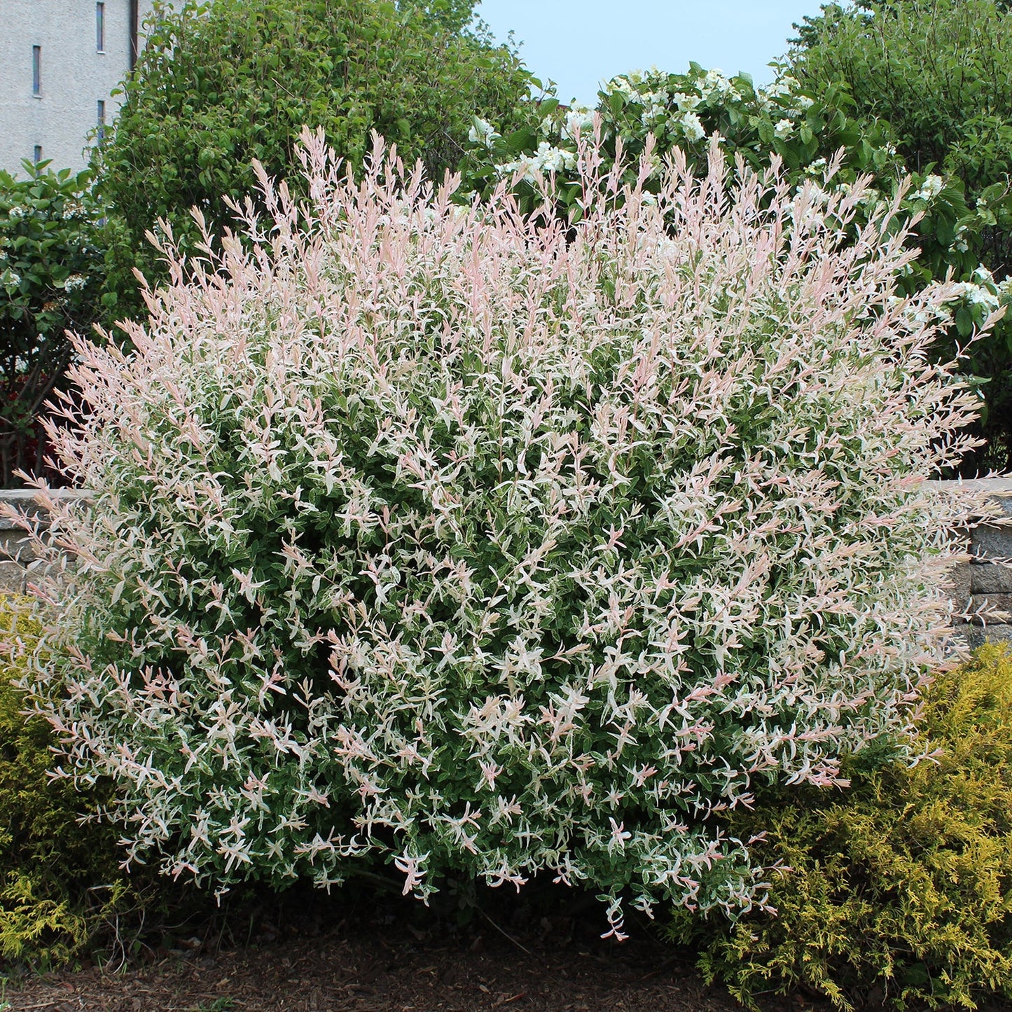 Dappled Willow (Salix) 'Hakuro Nishiki'
