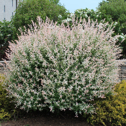 Dappled Willow (Salix) 'Hakuro Nishiki'
