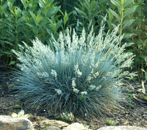 Blue Fescue ‘Elijah Blue’