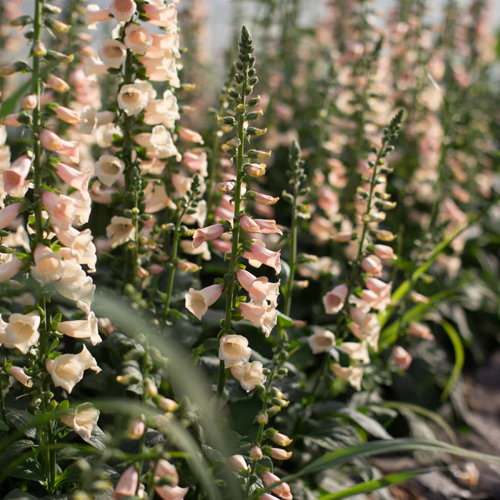 Foxglove 'Dalmatian Peach'