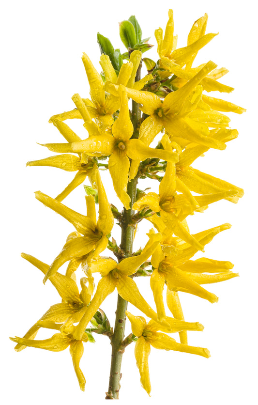 Forsythia Show Off™ PW®